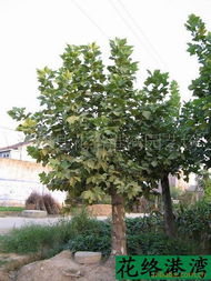 特价苏北沭阳绿化苗木（乔木类）全信息指南