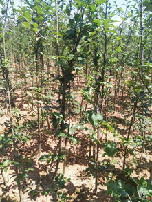 精品苗木展示 匠心培育，绿色未来