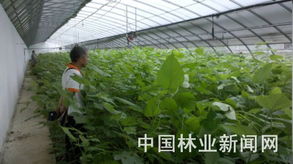 苗木业 拓展产品终端，方能占领广阔市场