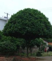 绿化苗木产品介绍 苗木图片信息 119 苗木