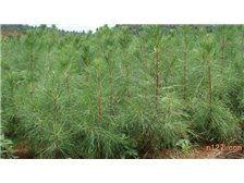 江西金鑫杉树苗定南县基地产品展示 优质苗木，绿动未来