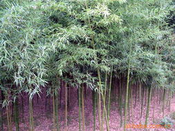 沭阳县颜集镇堰下村花都绿化苗木场竹类植物产品列表