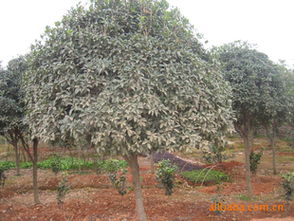 湖南绿视界 精品桂花树的卓越供应商，为您呈现树型优美、枝叶茂盛的苗木典范