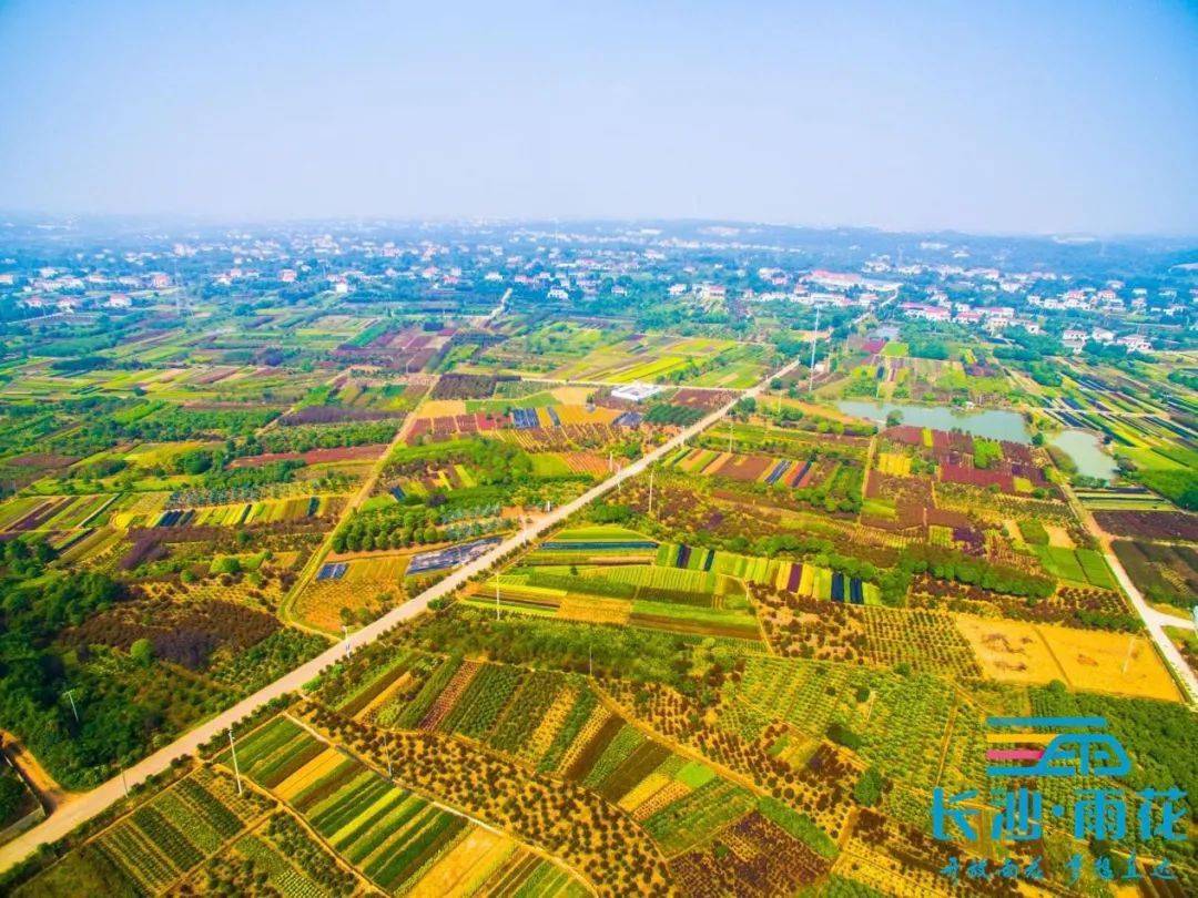 一村一品跳马丰收图鉴 棵棵苗木绘就亿元村幸福画卷