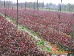 供应湖南特色精品红叶石楠苗木，为园林景观增添绚烂色彩