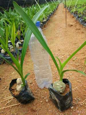 福建兴辉园艺场 专业直销文殊兰袋苗，打造绿化精品