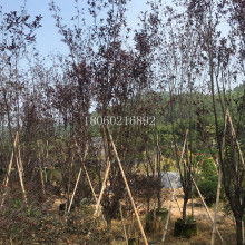 山东郓城绿丰苗木园 苗木产业发展的绿色引擎