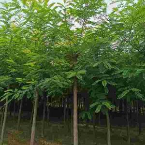 刺槐供应信息 米径14公分优质苗木，保定种植基地直供 | 河北百盛苗木基地