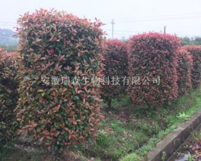 深耕苗木市场 塑造品质绿海——宏业苗圃推出两大主打产品 联动种植、生产 、营销扩大现代农业服务群体