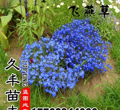 2017飞燕草种籽 耐寒花子 园林景观绿化工程 量大货到付款